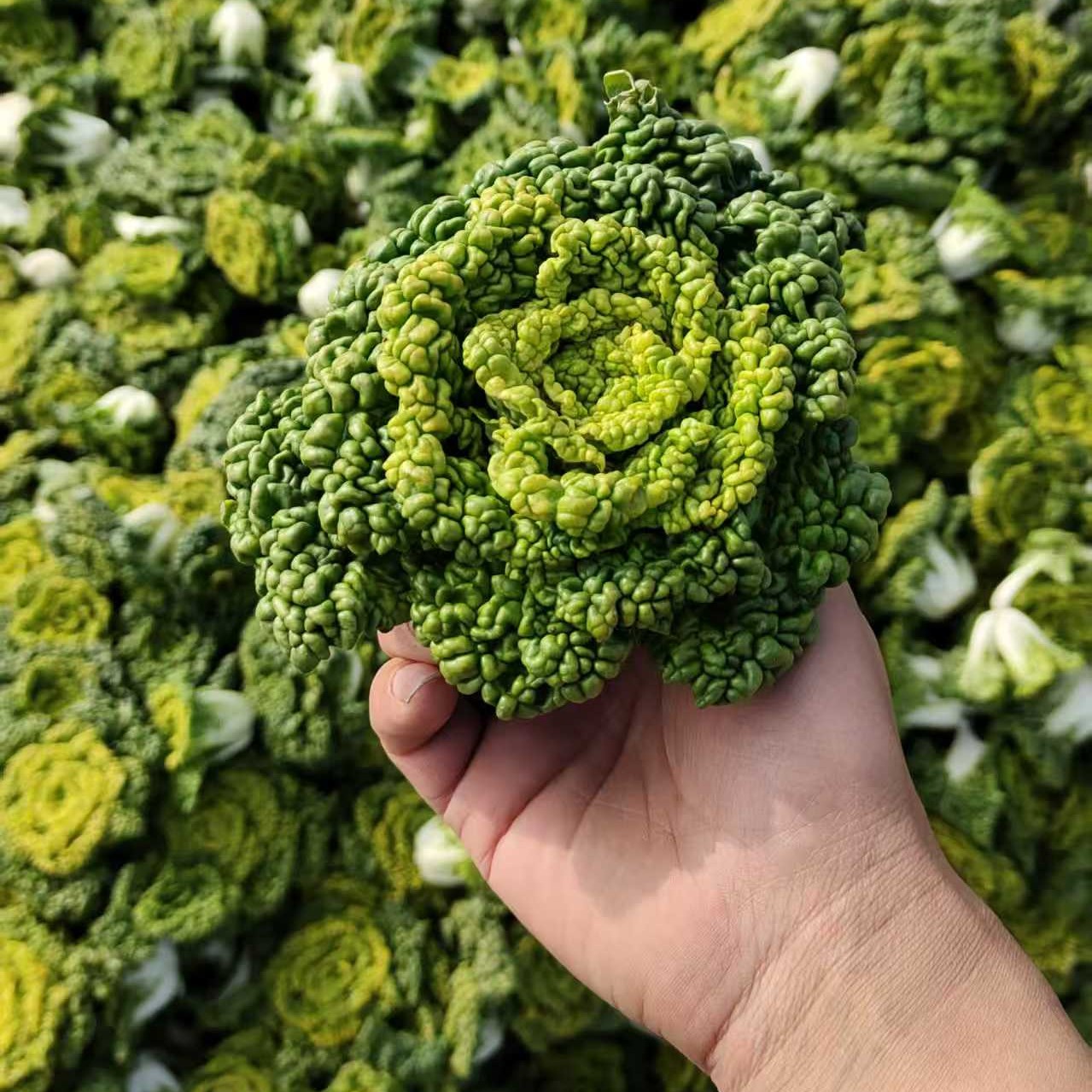 河南露天霜冻特矮型乌塌菜软糯泡泡青菜黄心菜火锅青菜