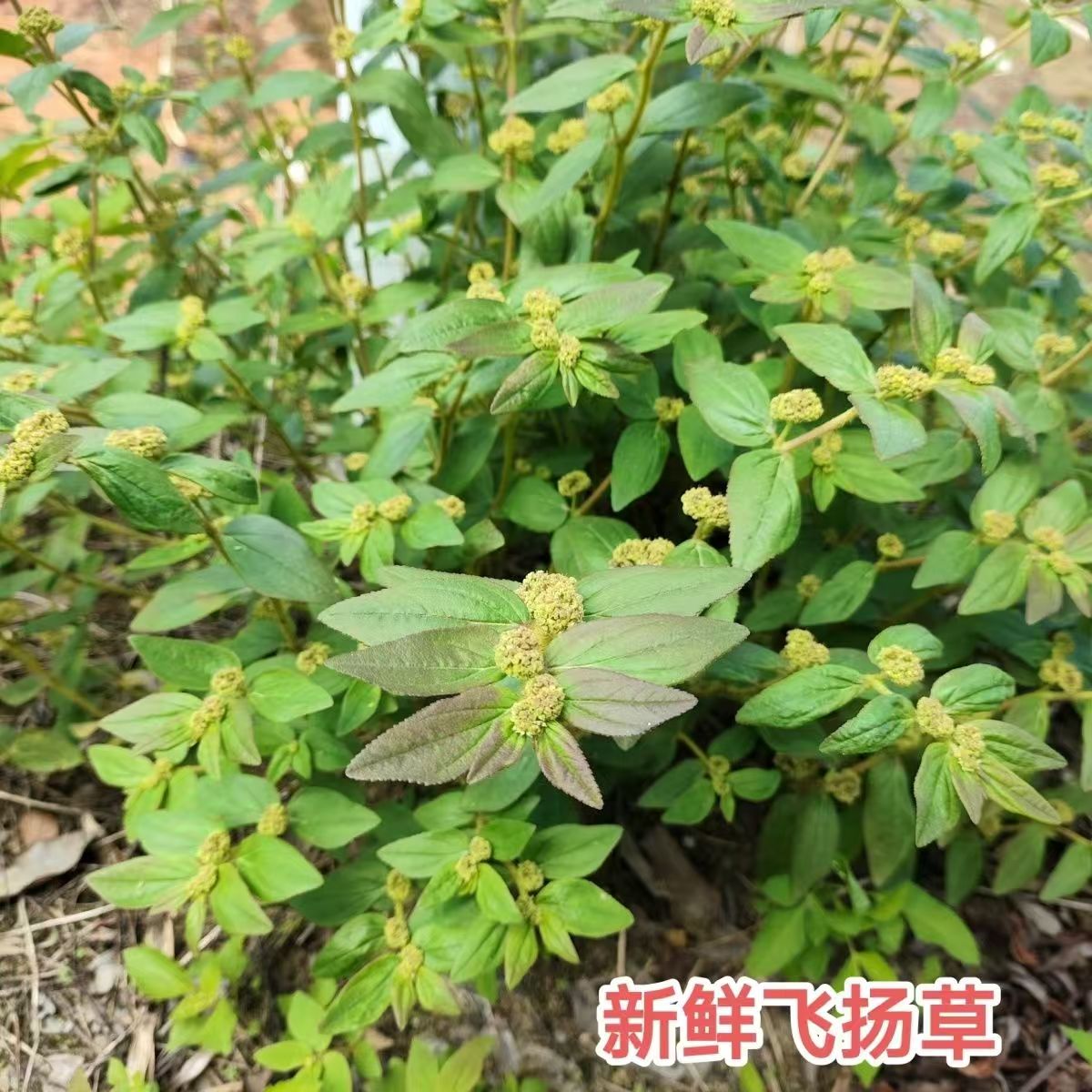 广西现采新鲜飞扬草现采大飞扬节节花白乳汁草当季野草