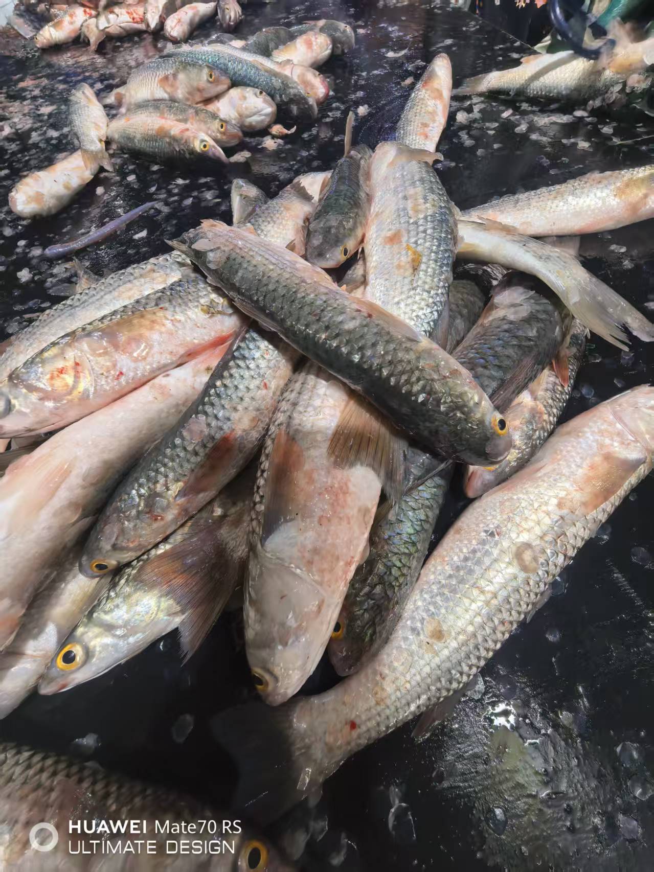 渔民自家晾晒梭鱼，炸着吃溜着吃