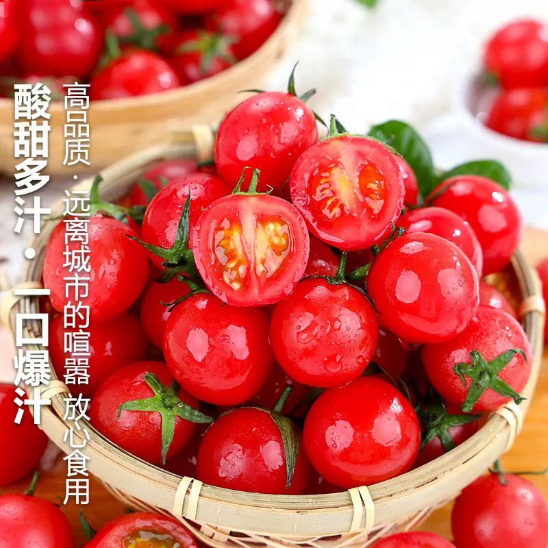 X1【坏果包赔】买三斤送二斤圣女果酸甜可口新鲜当季小番茄小西红柿