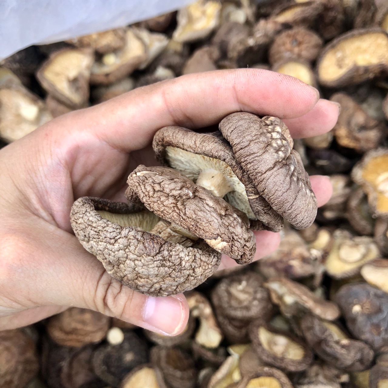 250g香菇干货农家菌菇肉厚无根香菇新货特产冬菇蘑菇