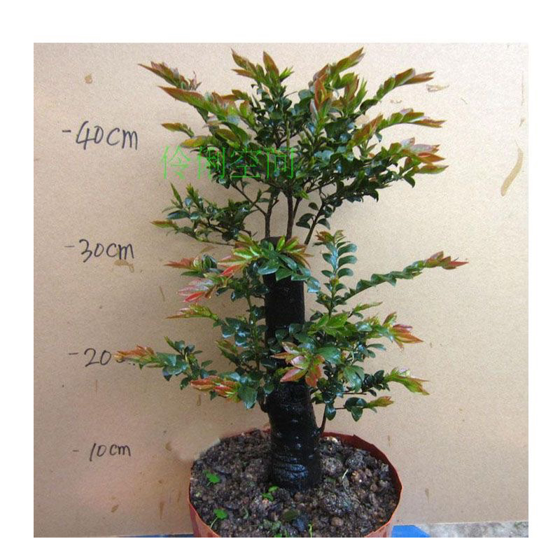 小叶紫檀盆景老桩盆栽树苗紫檀老桩盆栽熟桩四季常青办公室绿植