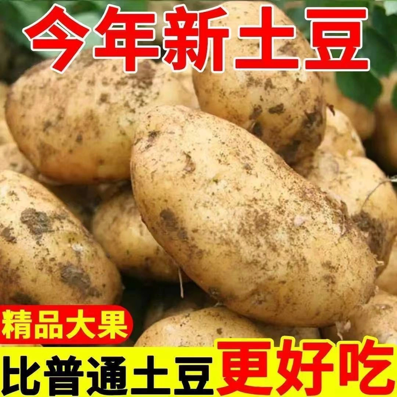 甘肃定西开花黄皮黄心土豆9斤新鲜现挖农家蔬菜炸土豆炒洋芋丝