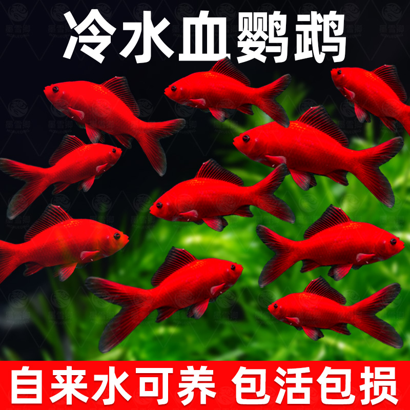 冷水血鹦鹉观赏鱼活鱼好养耐活风水鱼小型淡水葡萄眼黑眼红草金鱼