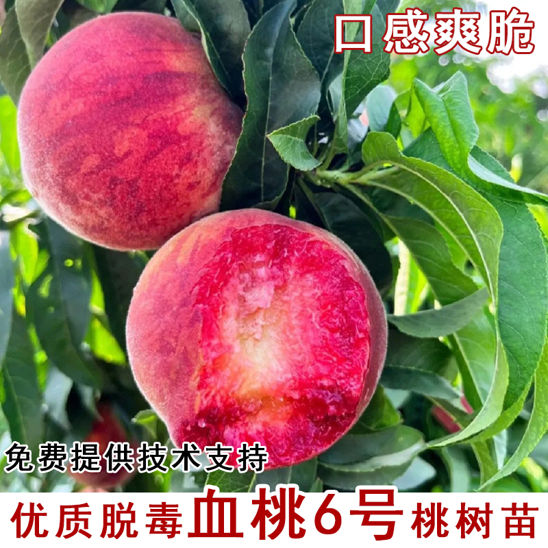 新品种嫁接血桃6号桃树苗5月成熟早熟鸡猪血桃南北方种植当年结果