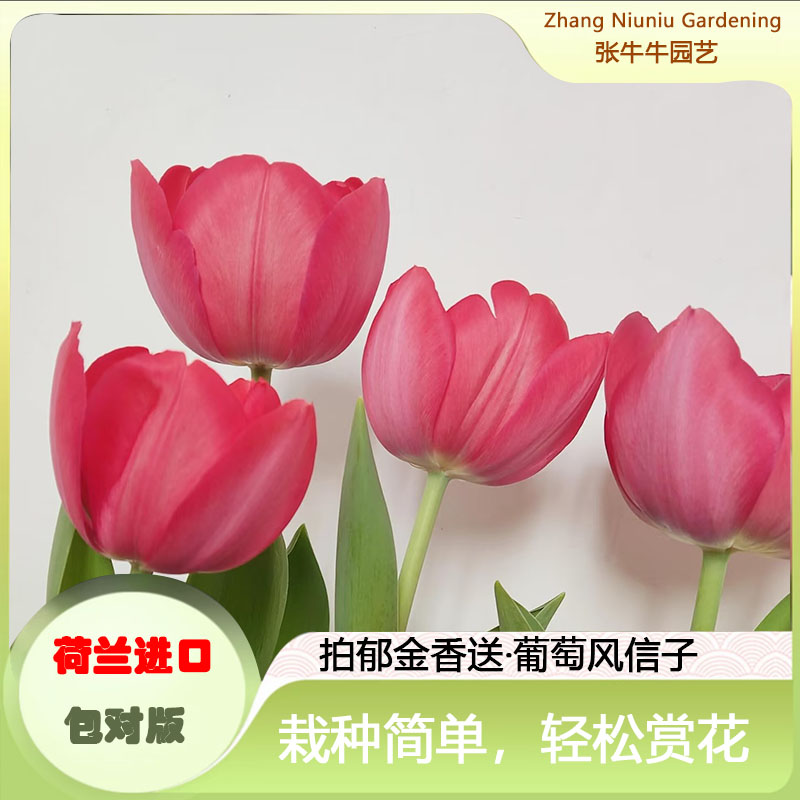 郁金香种球花园阳台土培花球葡萄风信子盆栽花卉庭院地栽耐寒易活