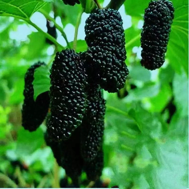 桑树苗果树苗桑葚树苗耐寒无籽大十养蚕南北方四季种植地栽盆栽