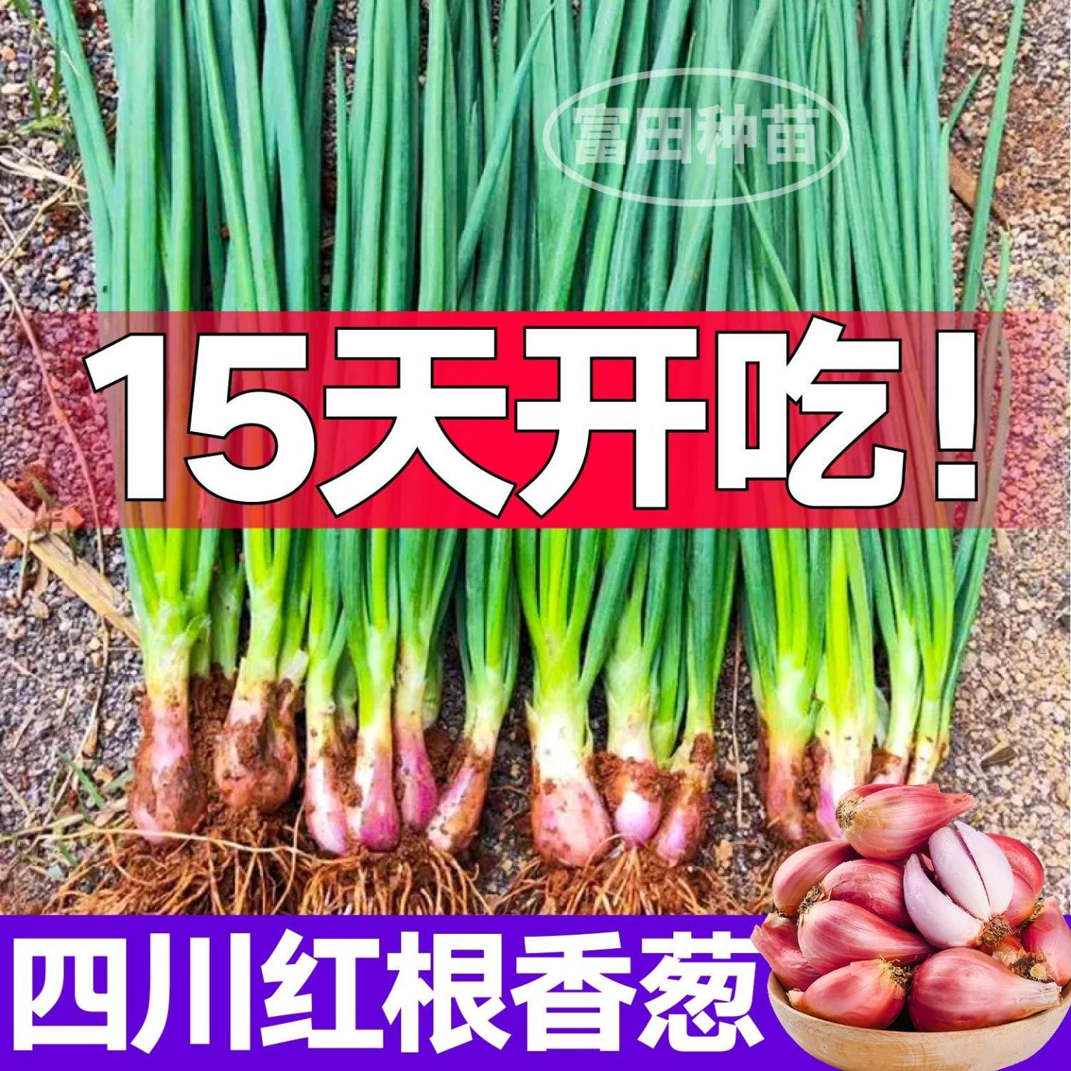 新鲜味浓四川红葱头火葱头小香葱铁葱毛葱四季阳台正宗四季香葱