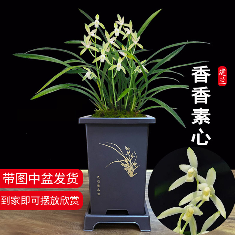 香香素心 夏带多花苞带盆种好 刘阁兰花苗好养易活花卉绿植盆栽