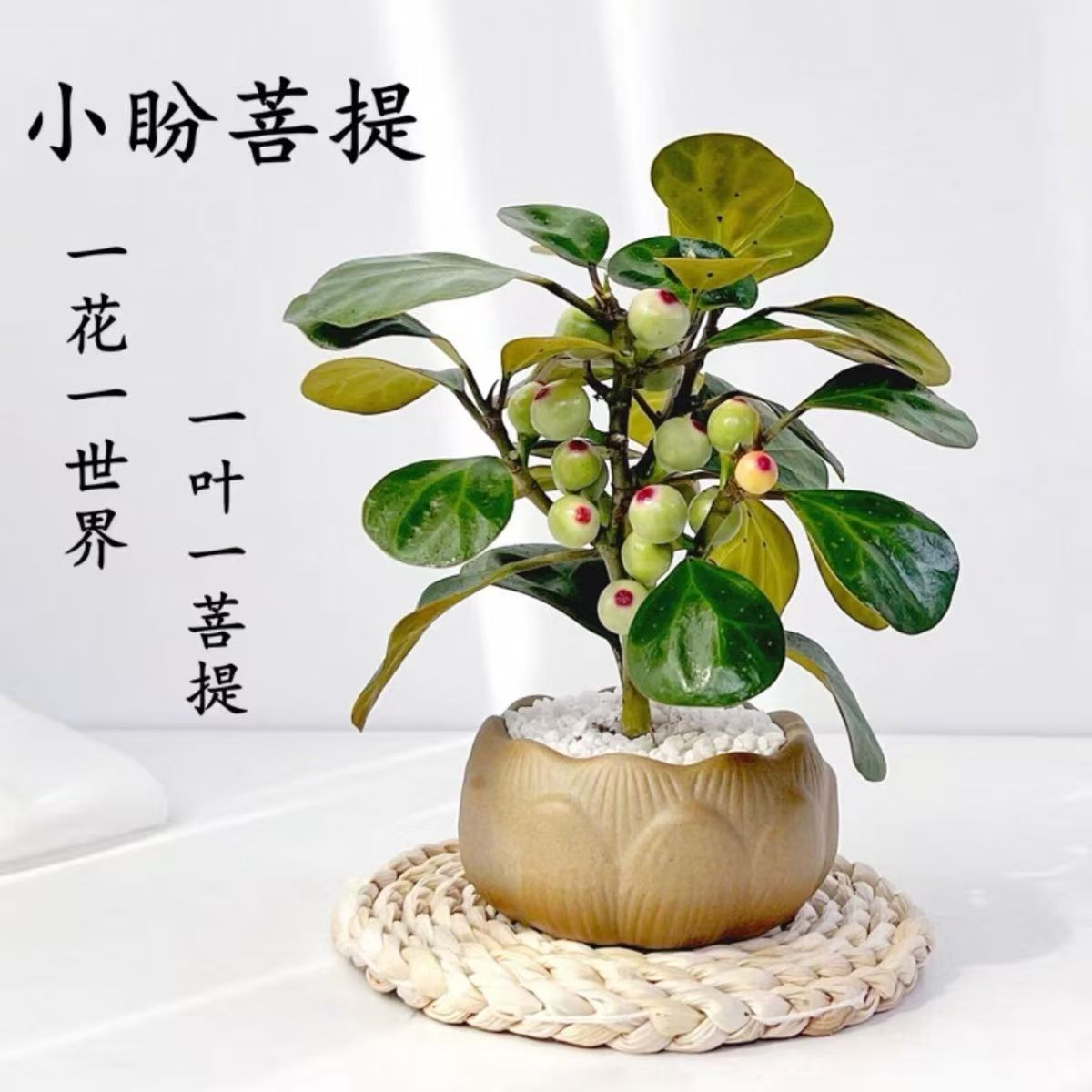 小盼菩提带果盆栽室内净化空气办公室桌面盆景四季禅意绿植防辐射
