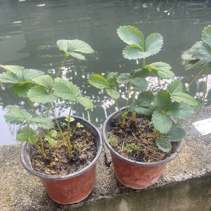 2盆粉玉草莓盆栽阳台庭院种植