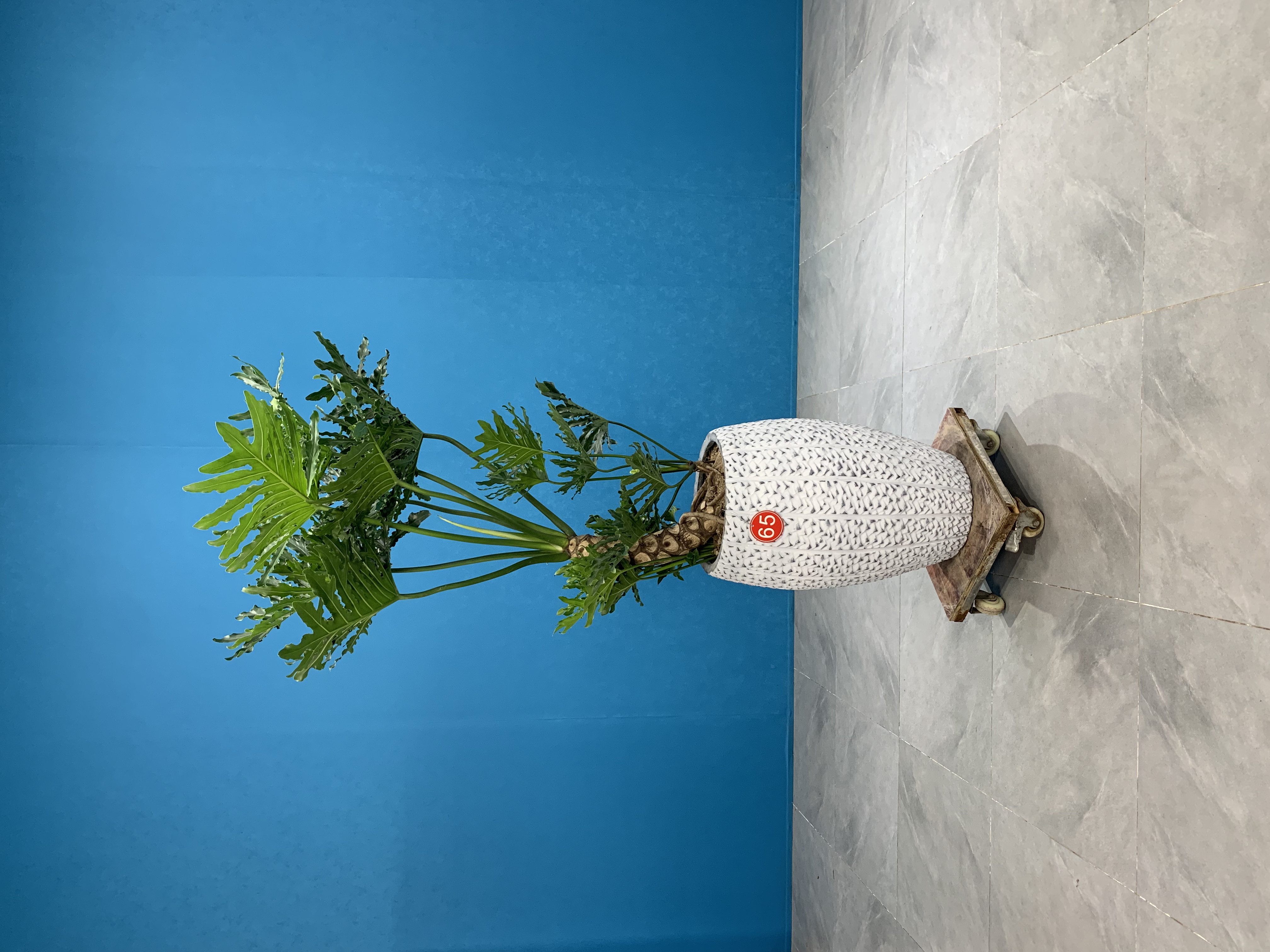 老桩造型龙鳞羽裂蔓绿绒春羽客厅办公室大型绿植好养【包邮到家】