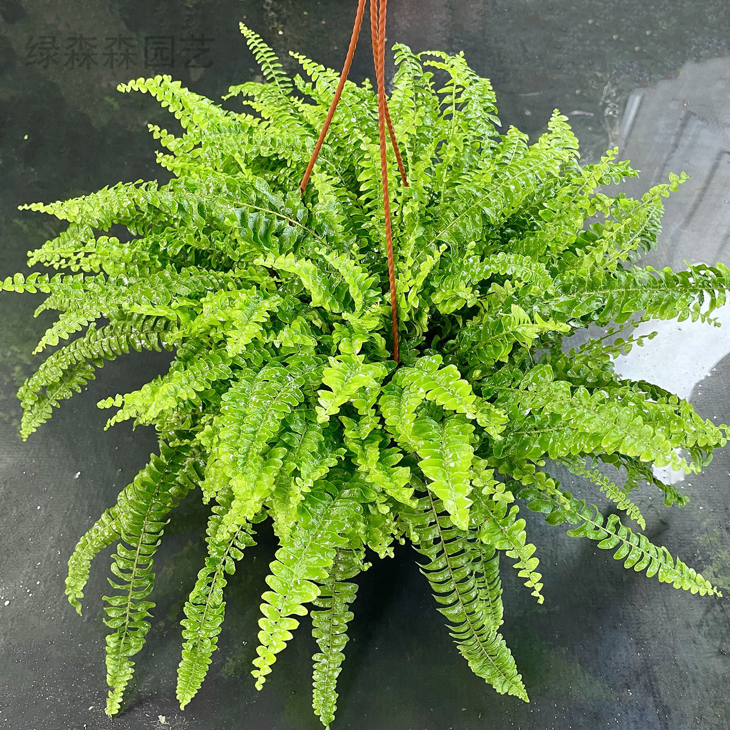 波斯顿垂吊蕨类植物波士顿蕨波斯顿蕨 荫生室内外园林造景