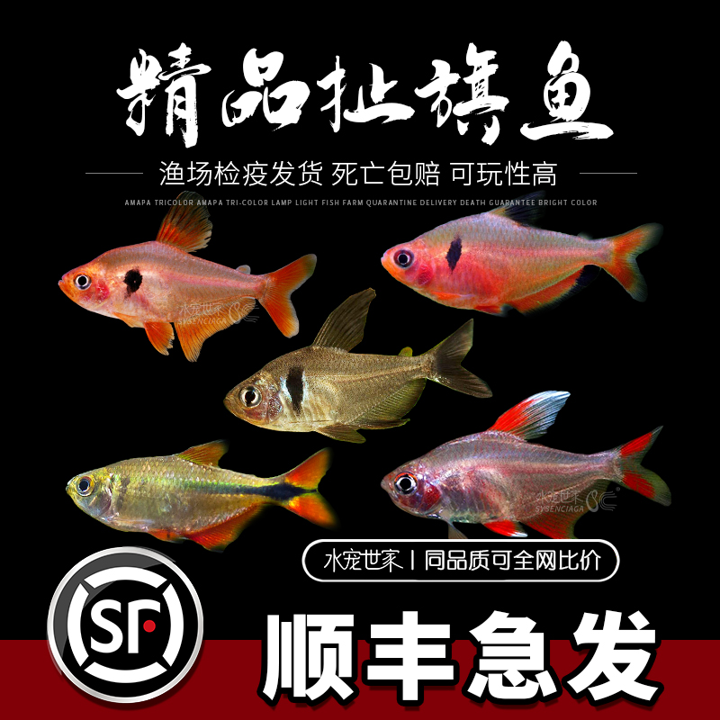 扯旗鱼红勾旗黑尾大勾玫瑰芙蓉扯旗灯鱼小型热带观赏鱼草缸群游鱼