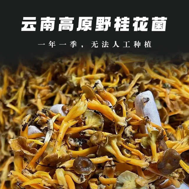 云南特产高原野生桂花菌鸡油菌今年新货自然晒干 干菌菇料