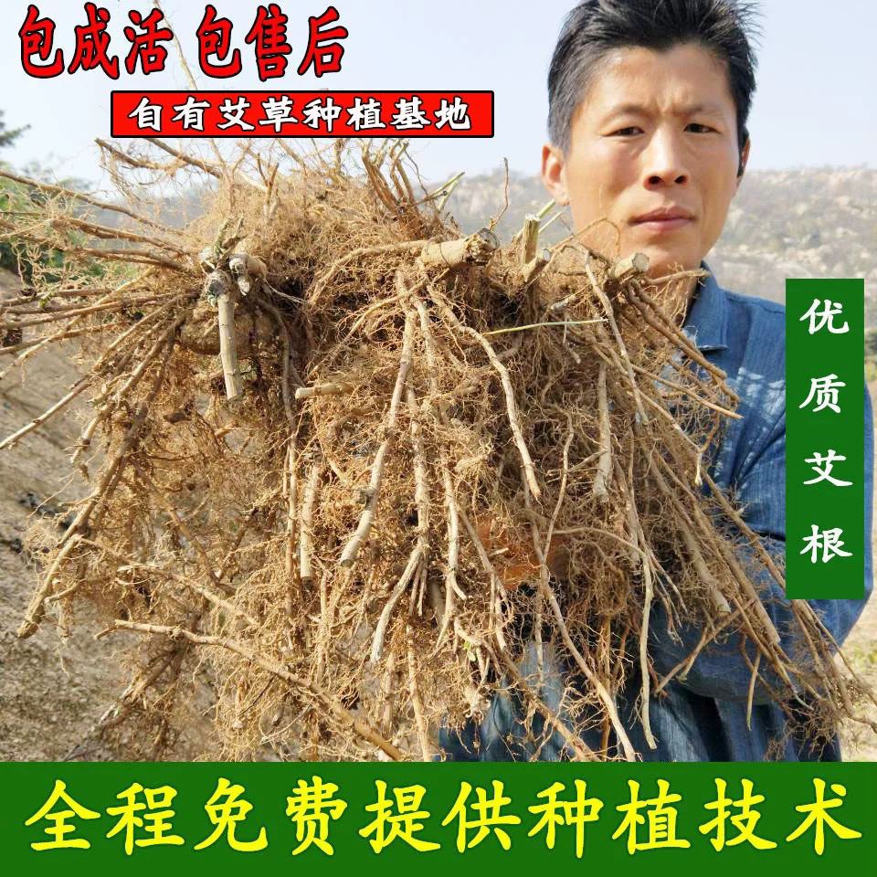 正宗艾草根苗艾草种子种苗阳台盆栽艾草艾叶艾蒿种植苗洗澡泡脚