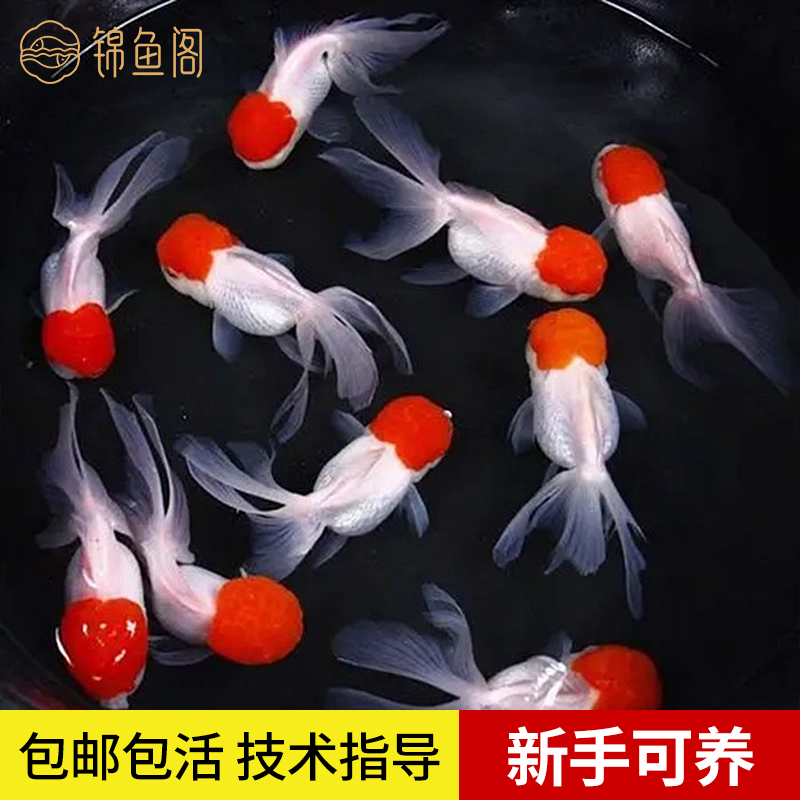 金鱼红头鱼红头活体鸿运当头淡水狮子头鱼缸小型鱼好养的观赏鱼