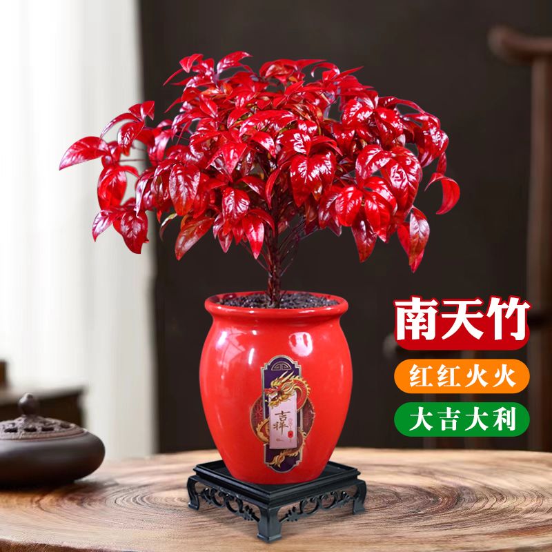 火焰南天竹盆景冬季耐寒红叶绿植室内外客厅阳台四季好养年宵植物