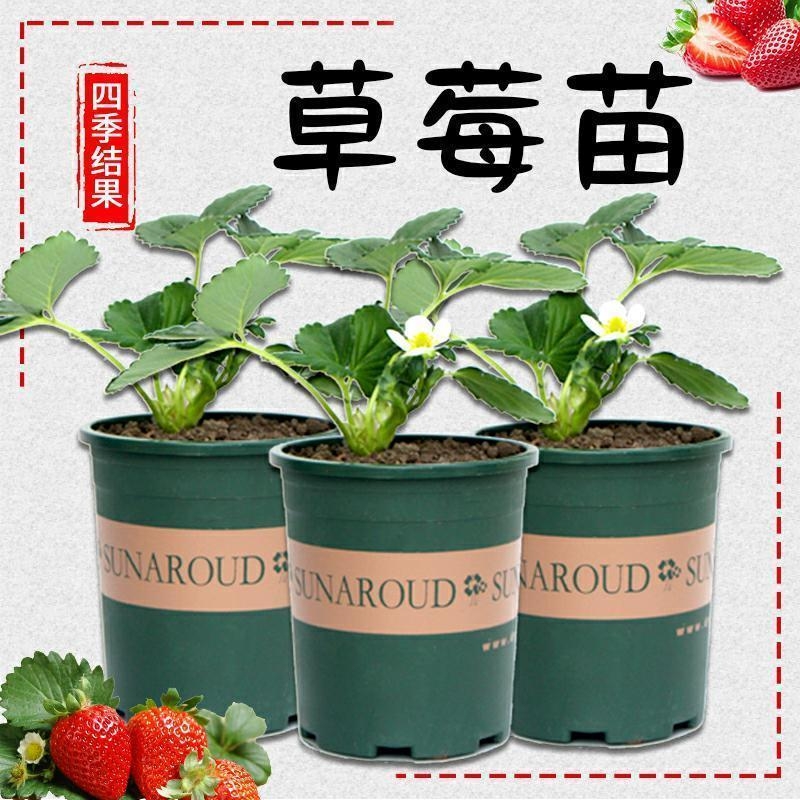 塑料加仑盆草莓苗带杯带土清仓用于阳台观赏