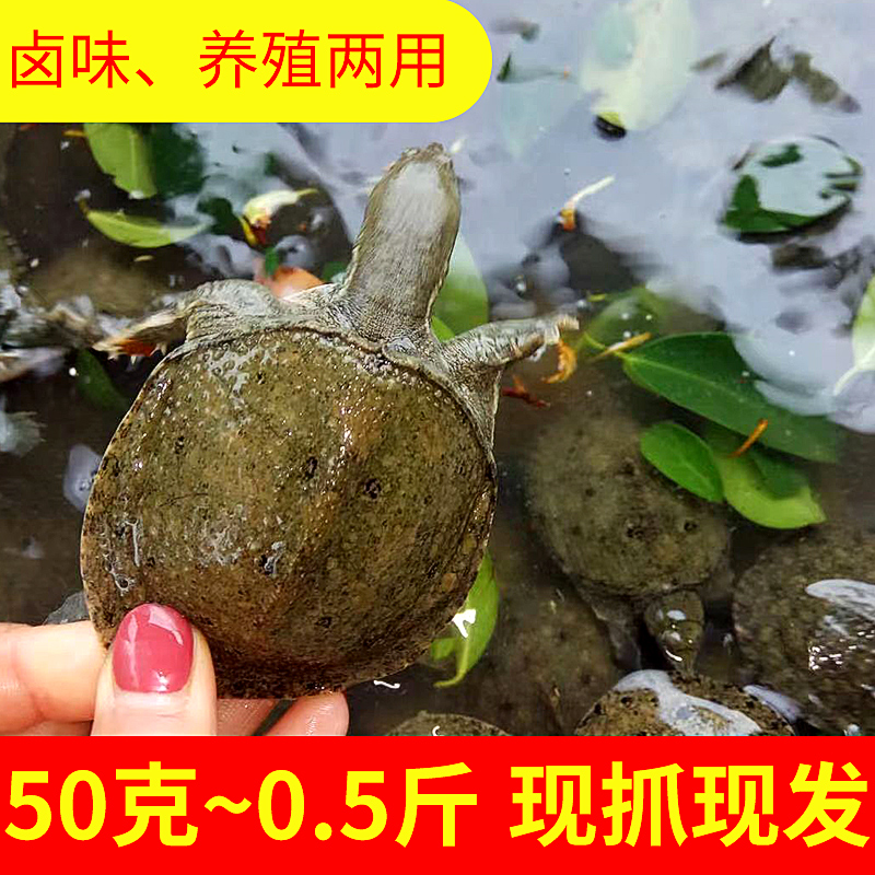 四川外塘甲鱼苗王八团鱼苗包成活混养包技术指导