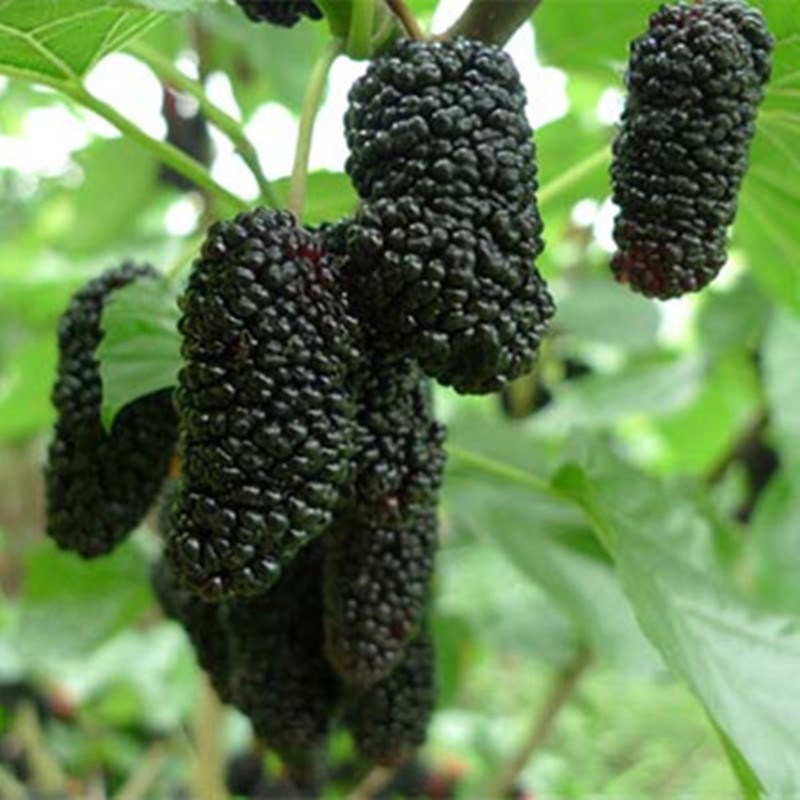 桑葚树苗十大大叶桑树苗南北方种植盆地栽耐寒桑葚树苗