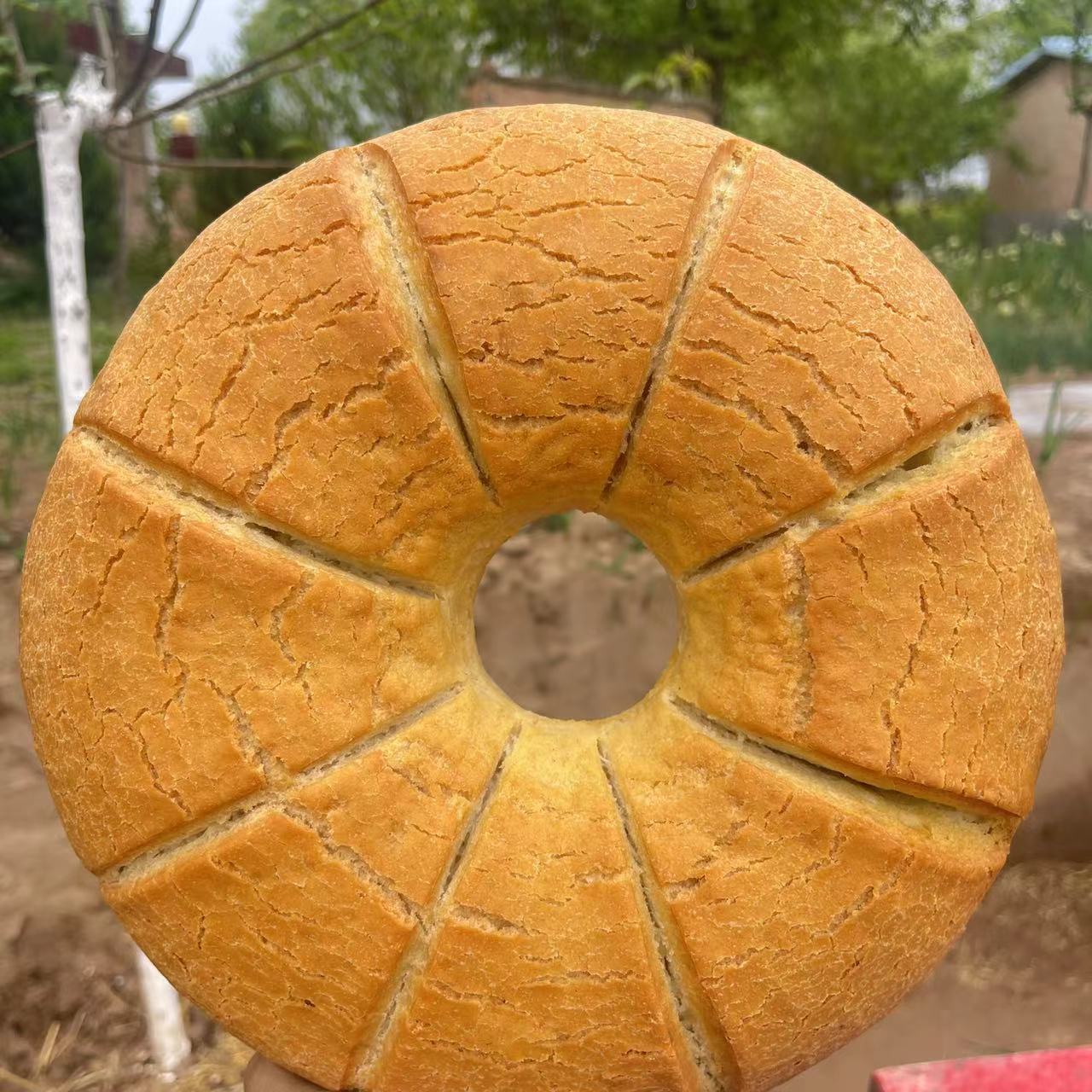 甘肃柴火杂粮面锅盔老酵母发酵草木灰烘烤纯手工大锅盔