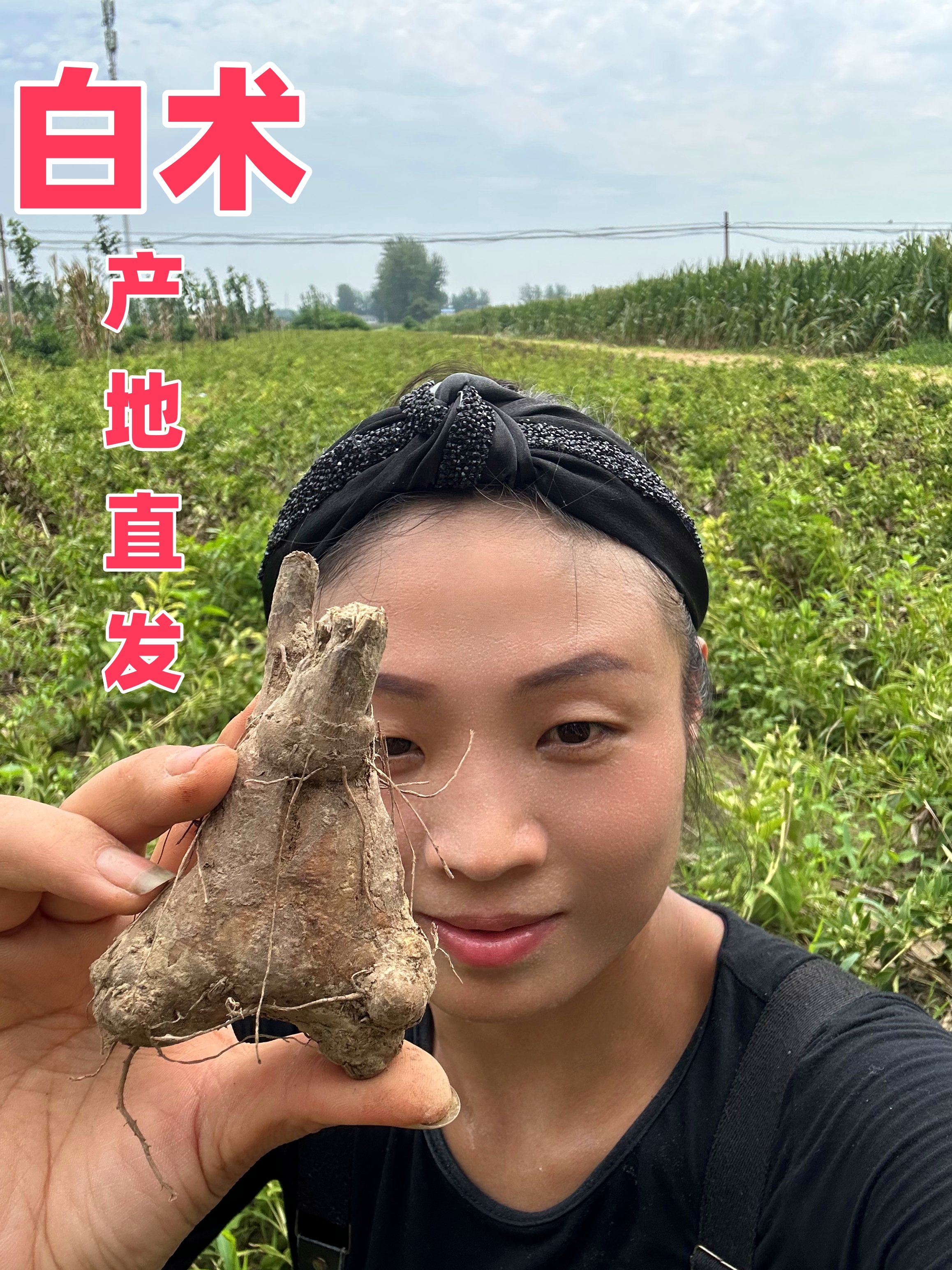 鲜白术老品种纯无硫新鲜白术正宗安徽亳州2-3年 白术片非野生白术