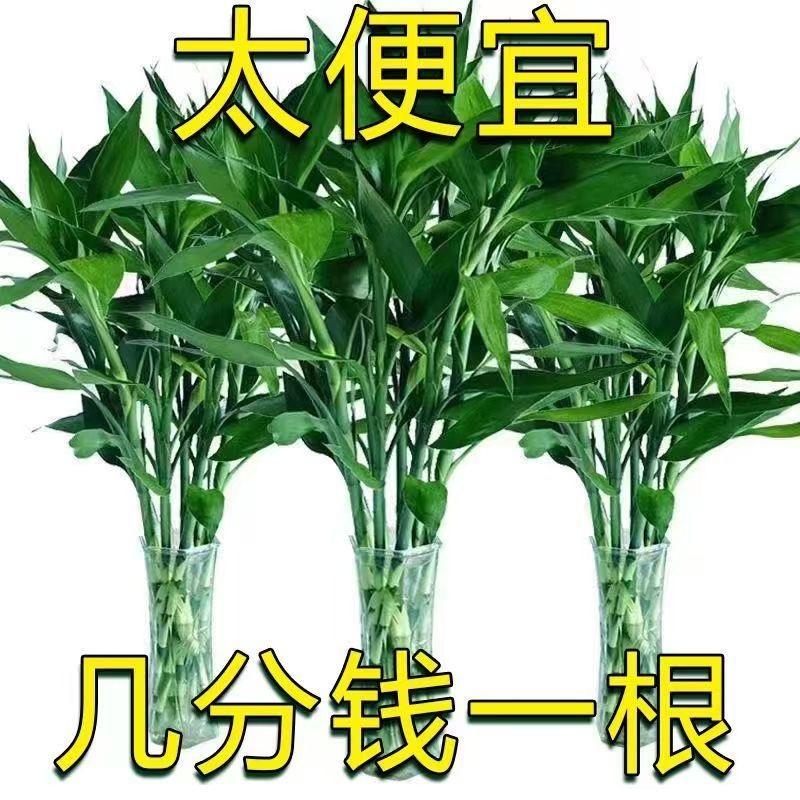【太便宜了】富贵竹水养水培植物转运竹室内绿植花卉客厅盆栽包邮