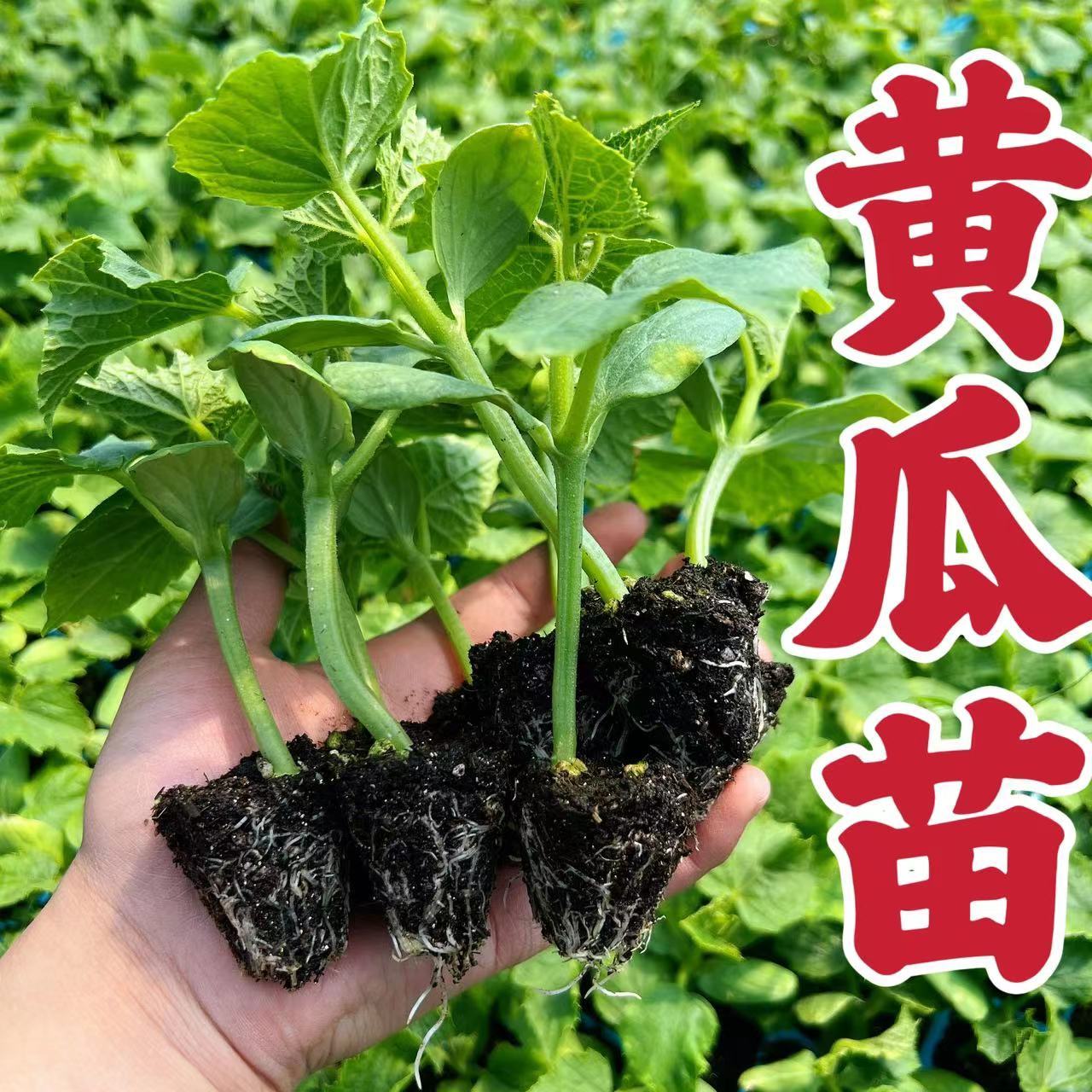 黄瓜秧苗水果黄瓜苗阳台盆栽黄瓜苗四季早熟嫁接大小地爬盆栽秧苗