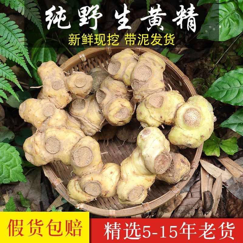 纯野生黄精新鲜现挖 带泥发货
