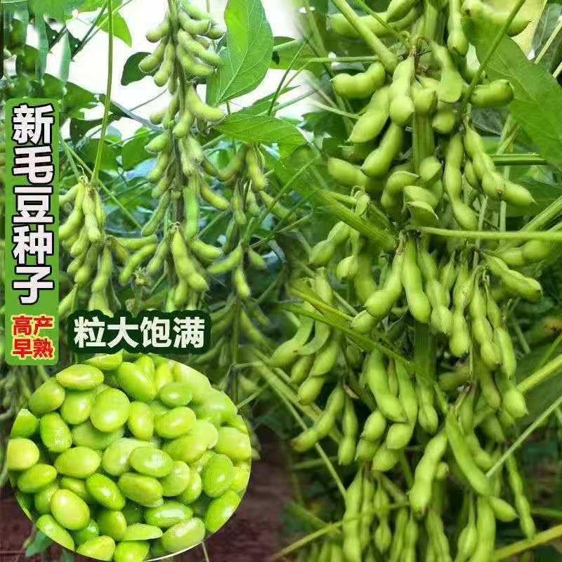 毛豆种子早熟大粒绿毛豆非转基因晚熟高产黄大豆种籽四季蔬菜种孑