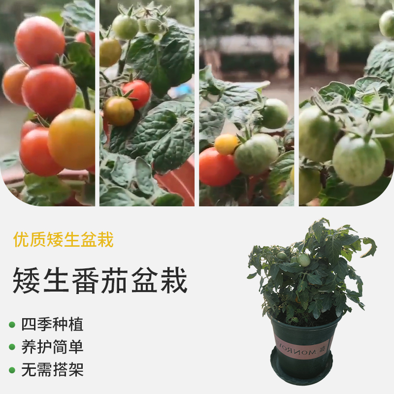 【农科院带果盆栽】各种盆栽矮生盆栽红番茄矮生盆栽黄番茄