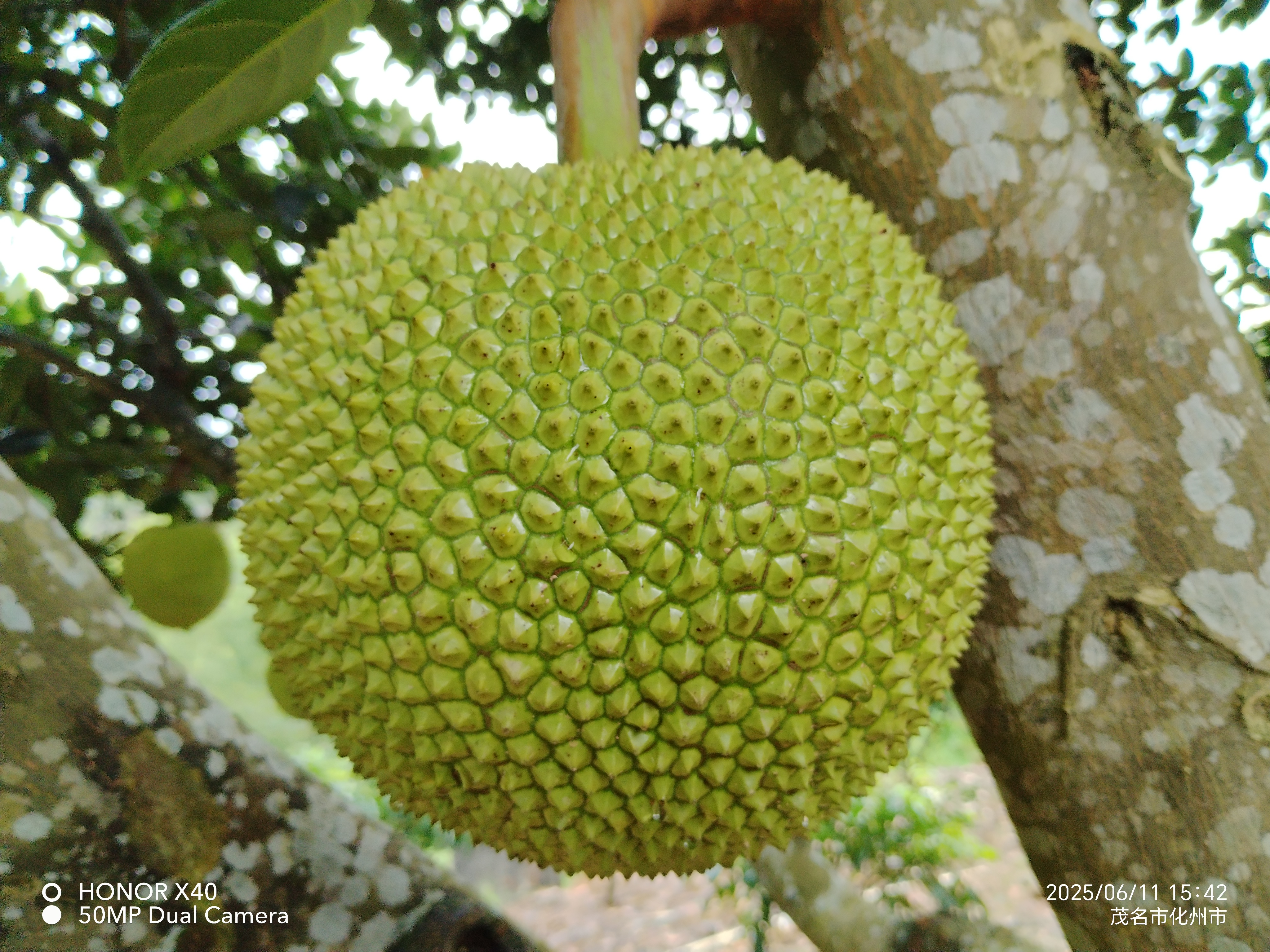 珍珠菠萝蜜   产地直发   （没熟切开不售后不会分辨可以私信商家）