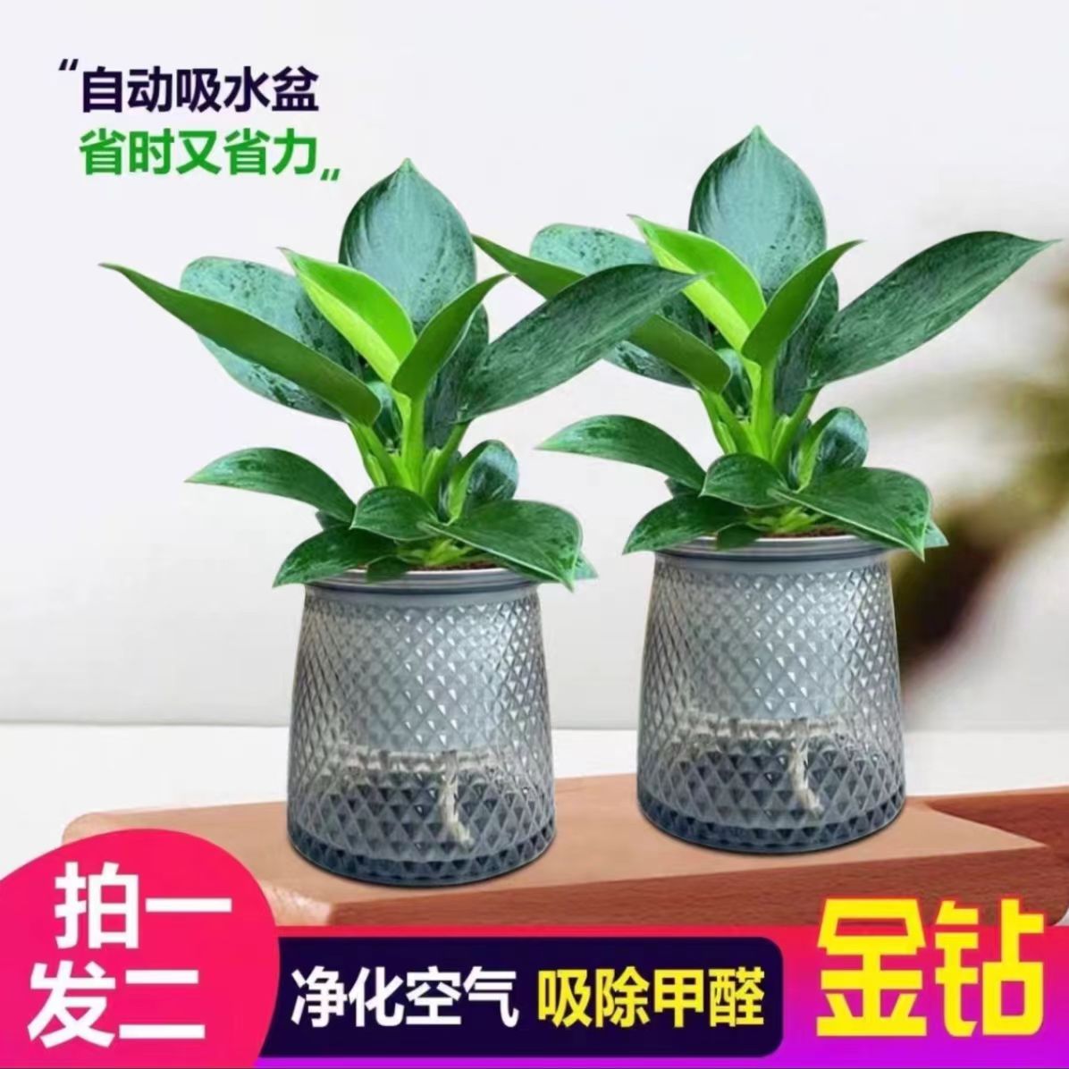 【买一送一】金钻盆栽室内净化空气美观桌面绿植办公室四季常青