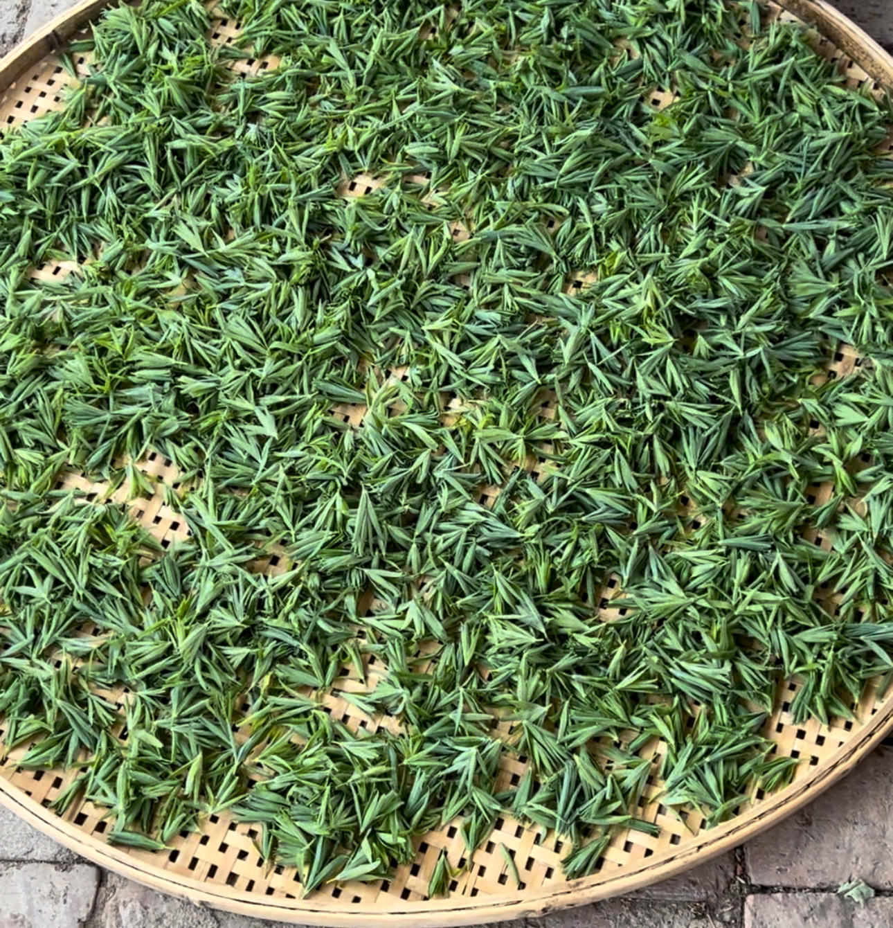 手工炒制黄精叶 仙人余粮