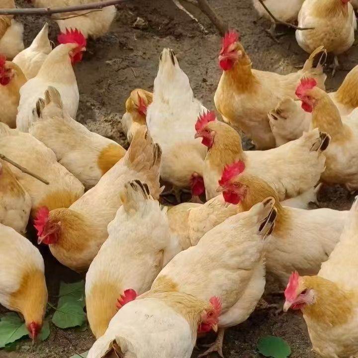 古典鸡公母可选一斤左右发8只散养鸡宠物鸡红瑶鸡【一笙】