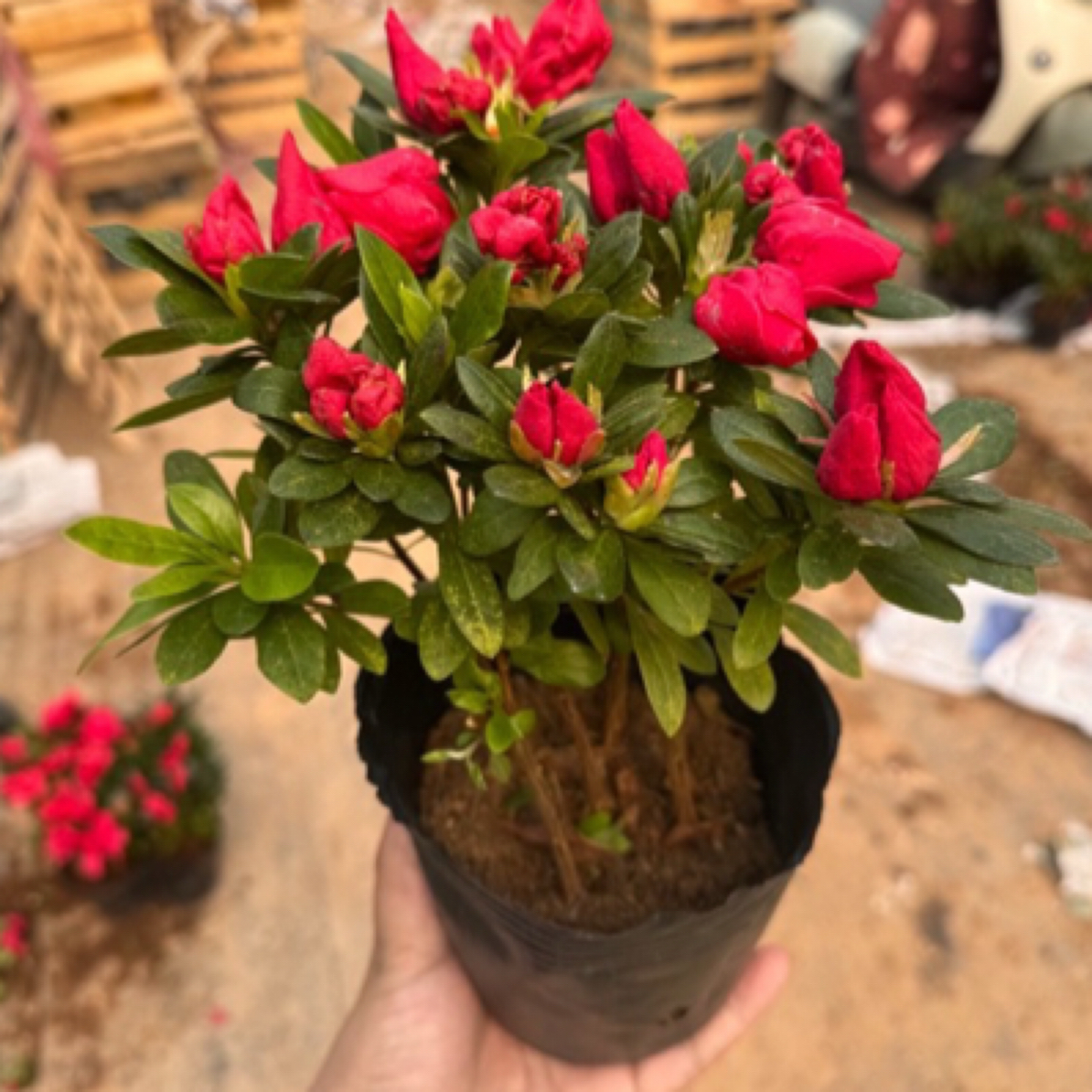 新品福利四季杜鹃花小苗一盆5-6颗带花苞