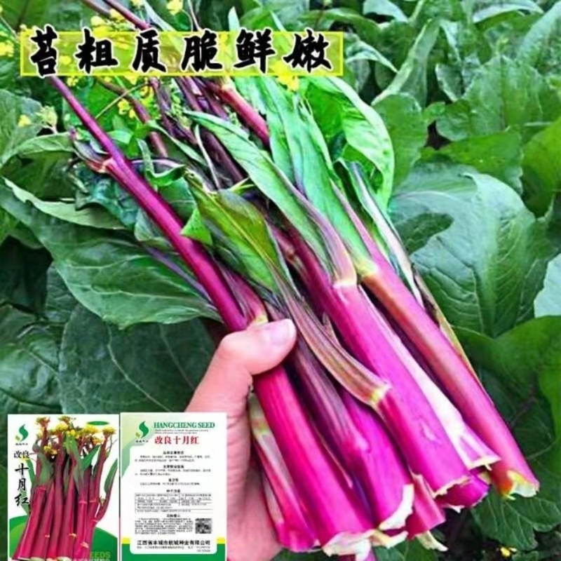 十月红菜苔种子改良高产过冬蔬菜春季秋季种植抗病寒种籽蘑菇菌包
