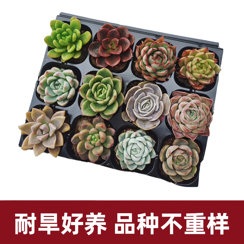 【花伴水】多肉植物组合盆栽装搭配系列绿植基地发货