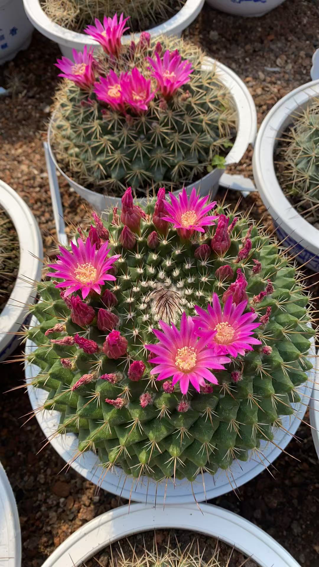 精品紫光殿仙人球开紫花带花苞寓意好阳台室内新款一物防辐射可爱