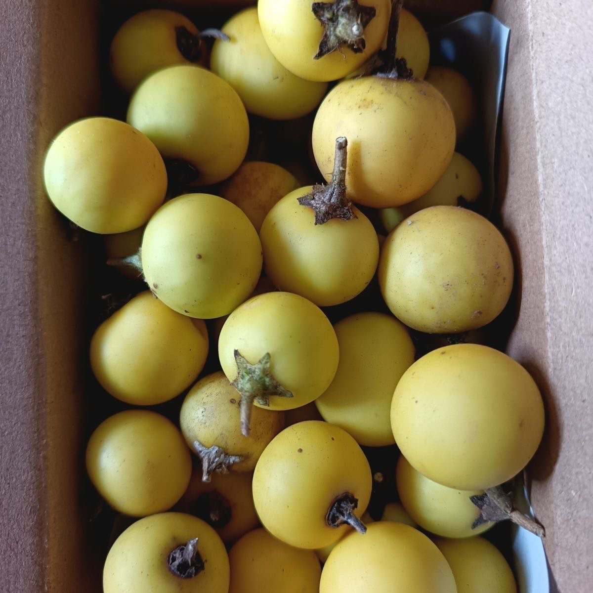 新鲜刺天茄（苦天茄）小黄果子喀西茄茄子野茄子苦茄