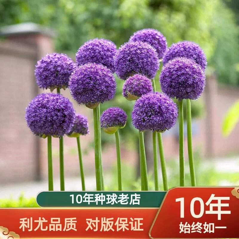 进口海蒂花园大花葱种球自然球根花卉多年生易养植物。