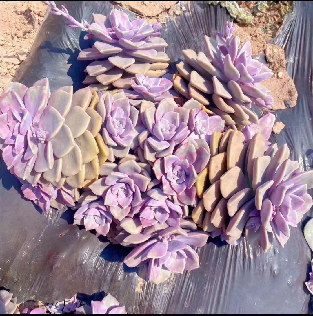 地栽紫乐大号箱满满一箱   断枝断头不售后   云南昆明发货