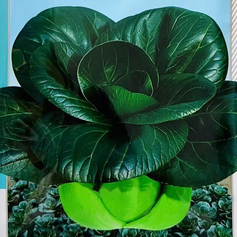 【新种上市】黑甜苏矮脚苏州青耐寒秋播黑叶青菜种籽四季蔬菜种孑