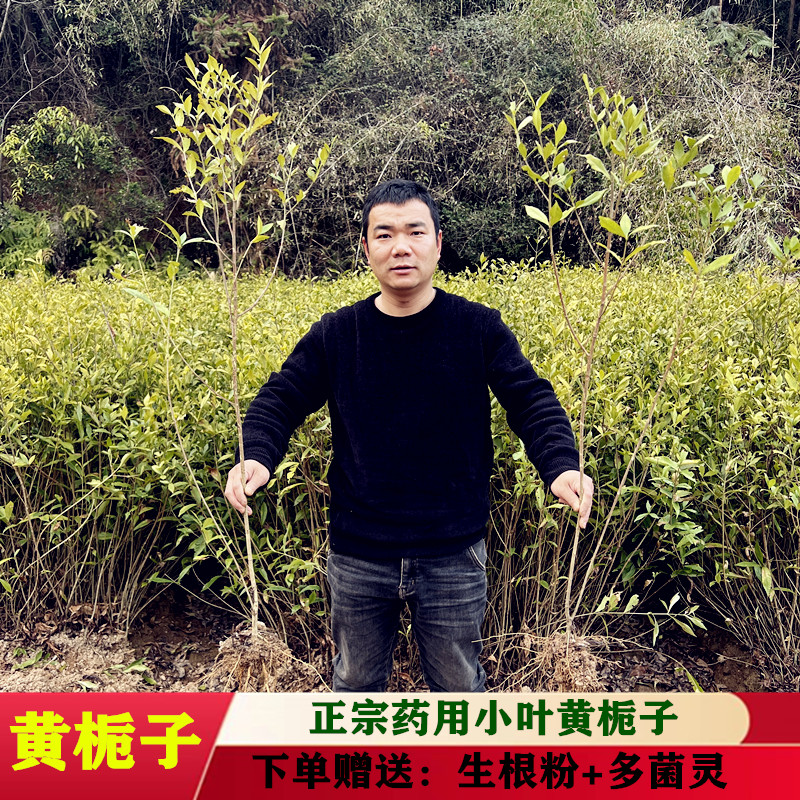【黄栀子】高产正宗小叶黄栀子树苗开白花结红果中药材两年生树苗