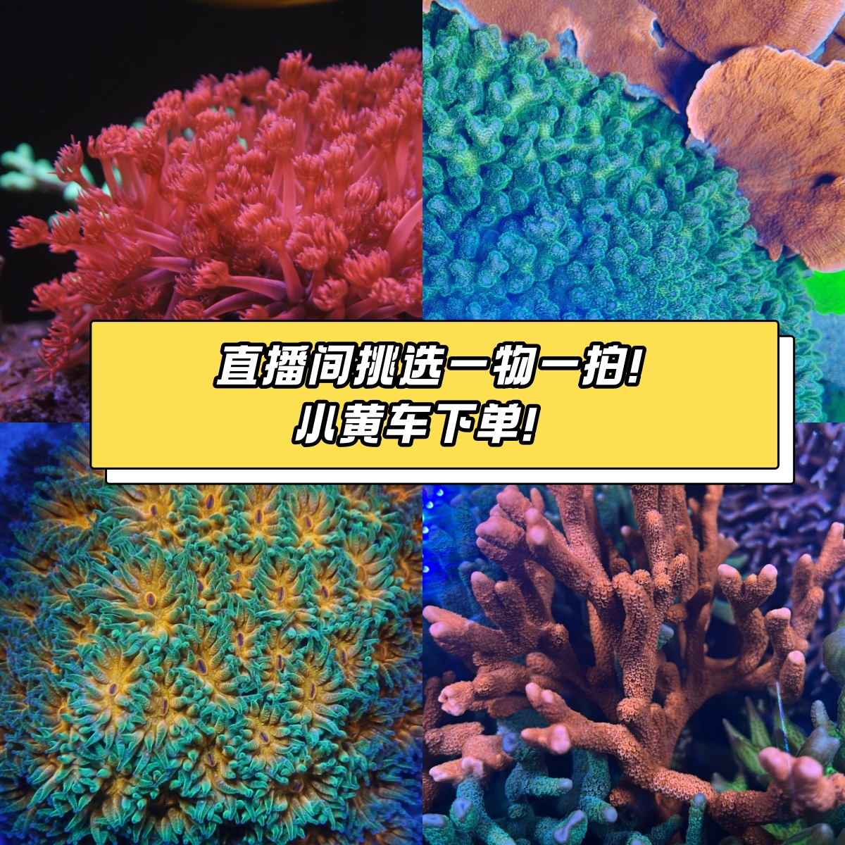 小鱼大智直播间珊瑚海葵专拍误乱拍！