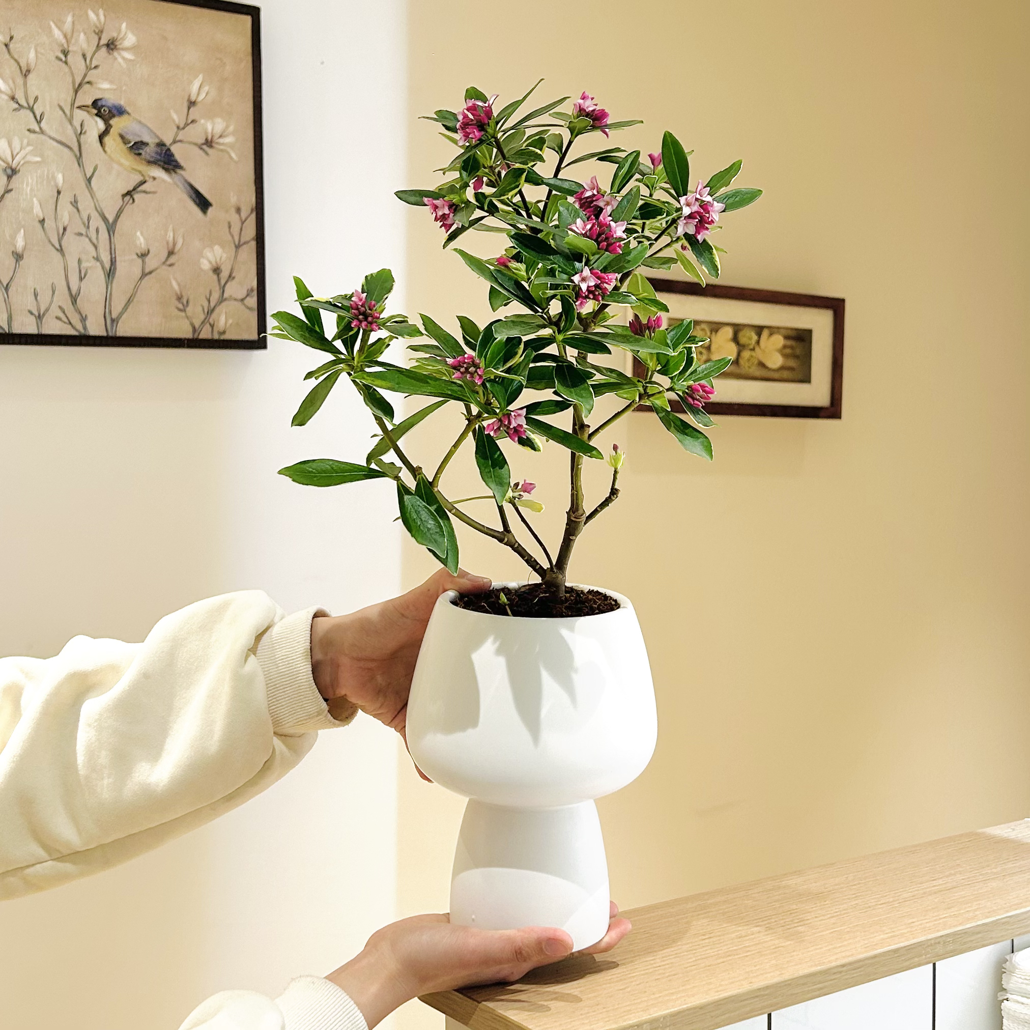 雅韵阁金边瑞香带花苞盆栽盆景室内阳台办公室耐阴好养花卉绿植