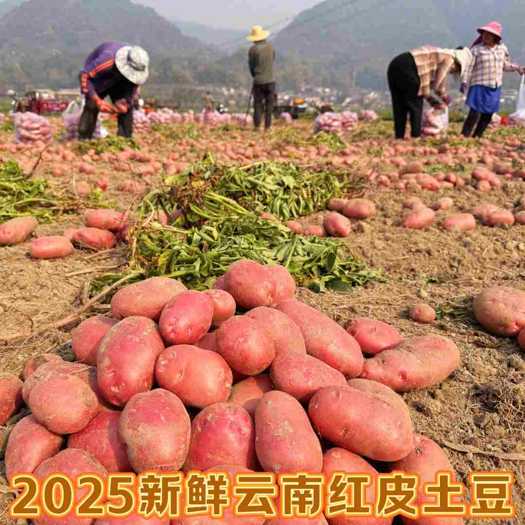 云南红皮黄心生鲜食品高原农家自种新鲜现挖马铃薯云南蔬菜