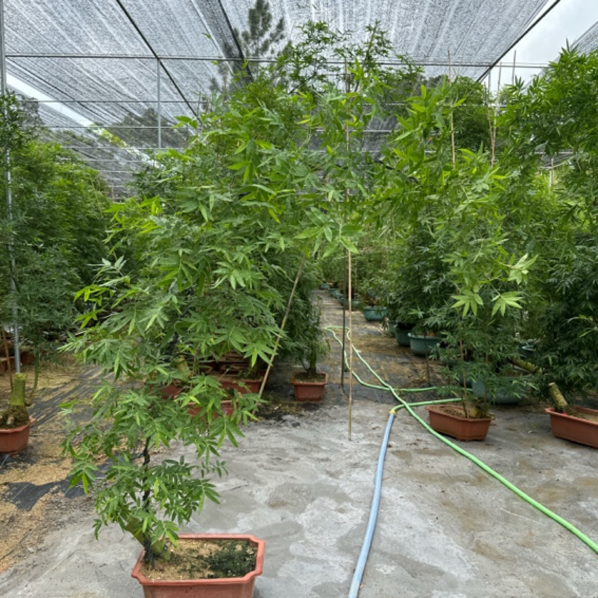 直播间竹子盆景观音竹内门竹红寒竹植物盆栽绿植