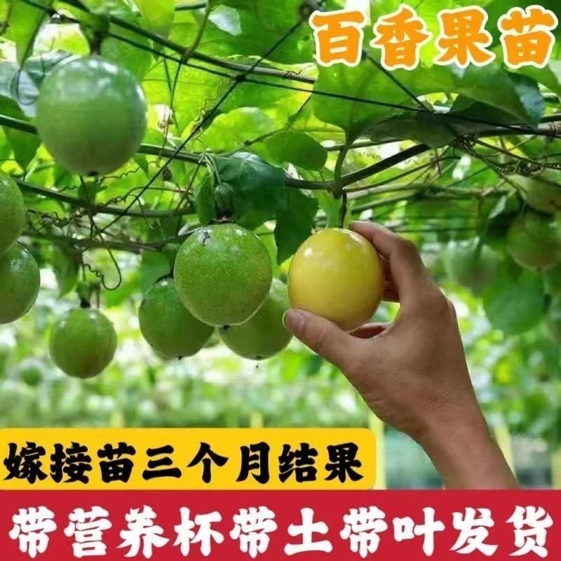 广西正宗黄金百香果纯甜9号当年结果四季不断南种植方